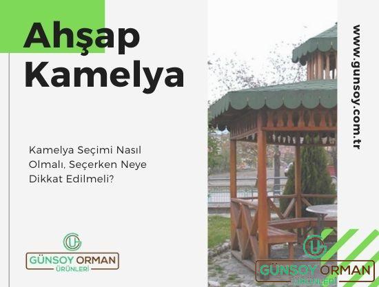 kamelya seçimi